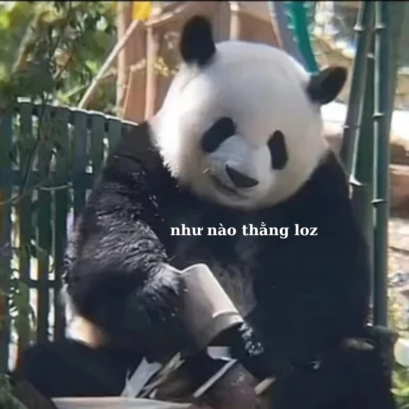 gấu trúc bựa 37