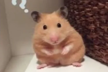 anh hamster meme 09