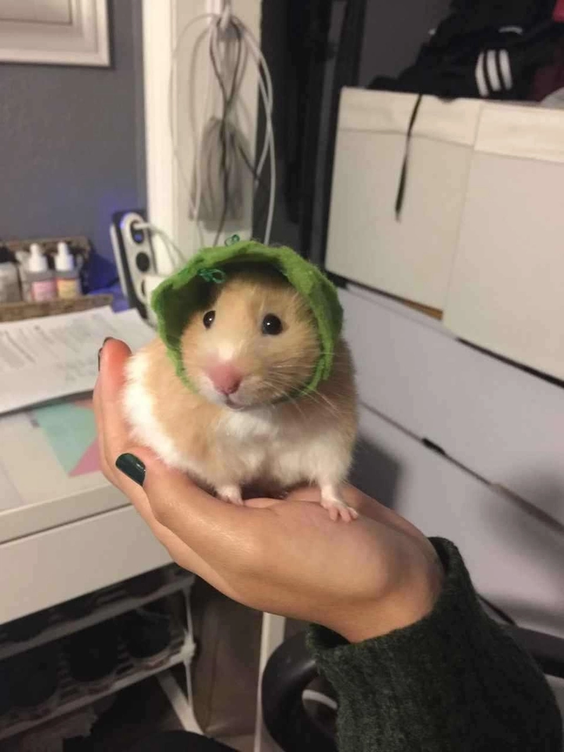ảnh hamster meme 6