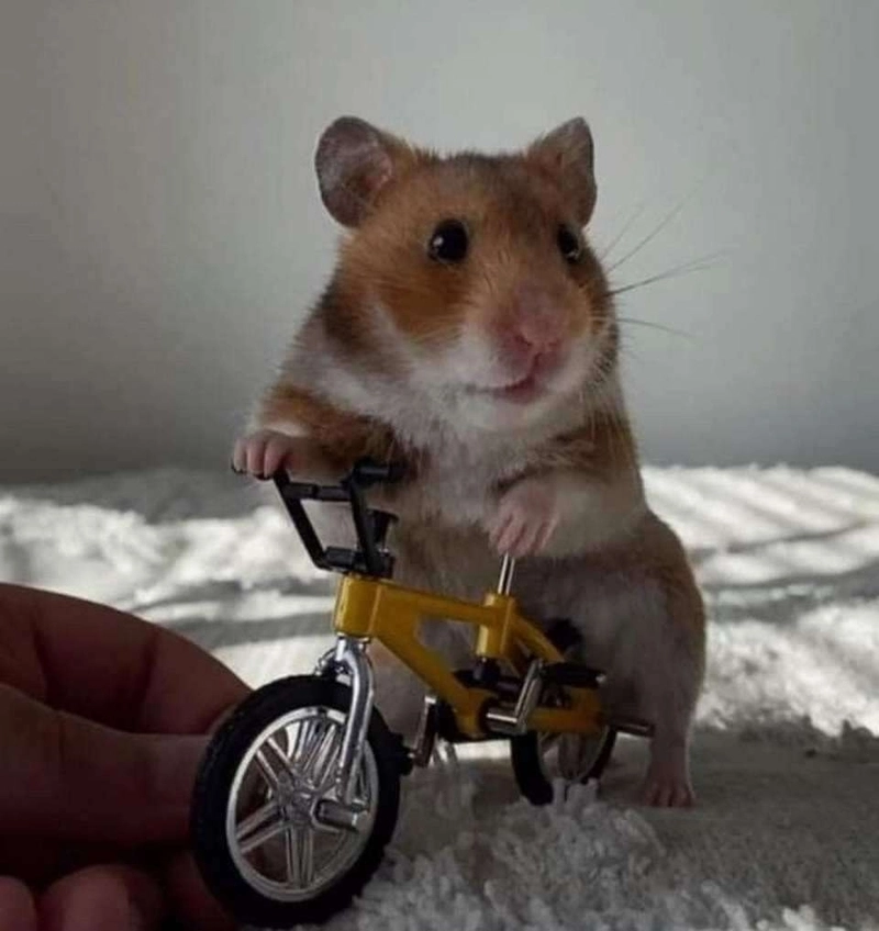 ảnh hamster meme 9