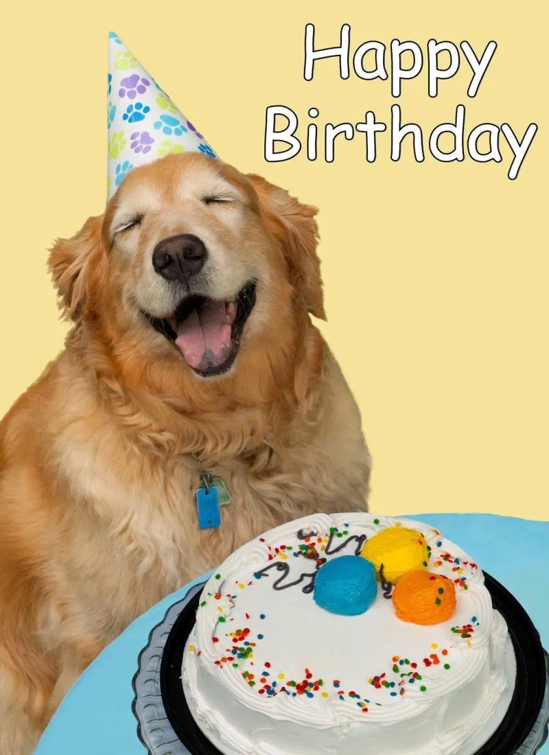 ảnh happy birthday meme 6
