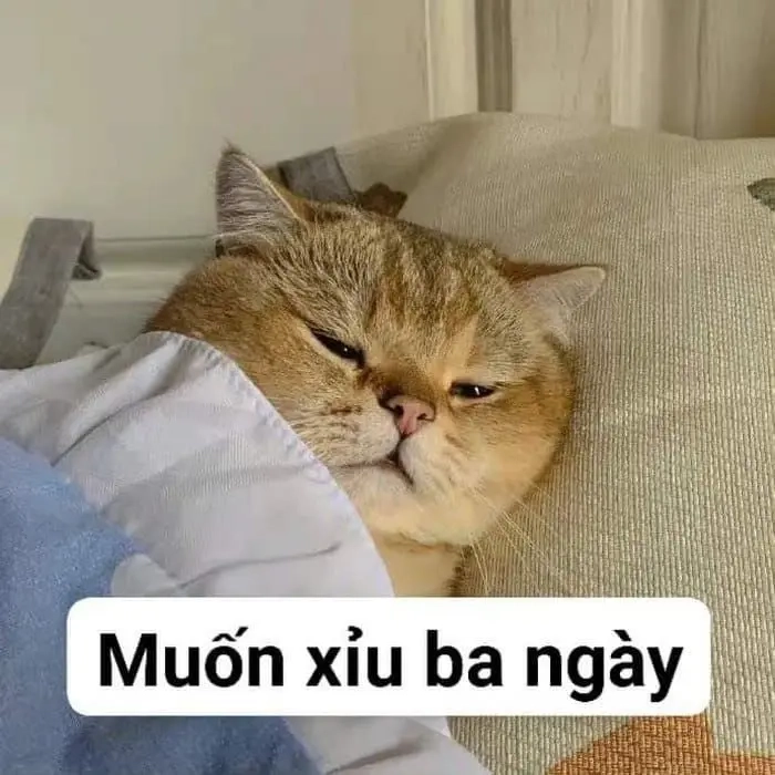 ảnh meme bất lực 3