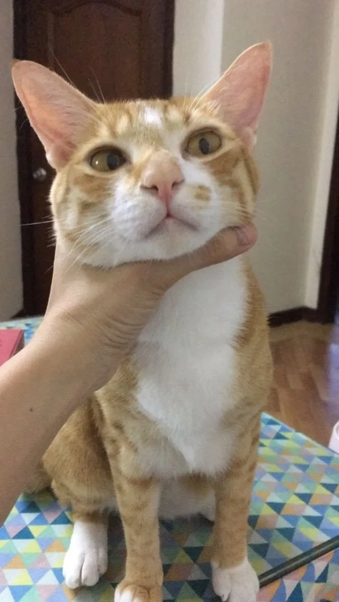 ảnh meme bóp cổ 12