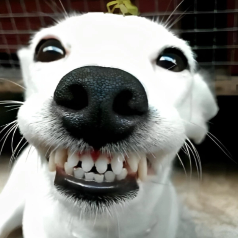 meme cười đểu 5