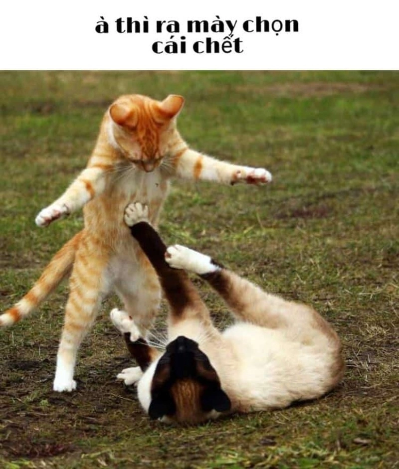 ảnh meme đánh 6