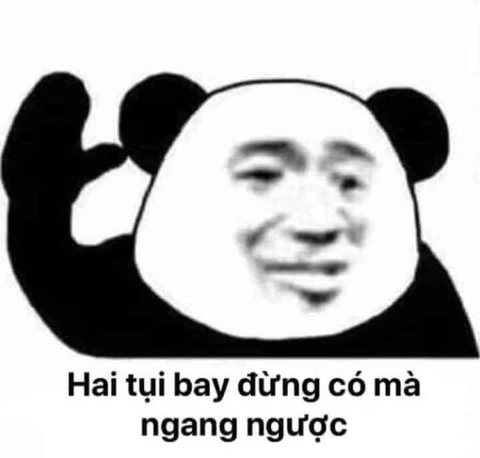 ảnh meme gấu 4