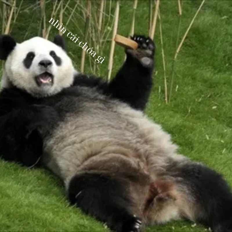 gấu trúc bựa 12