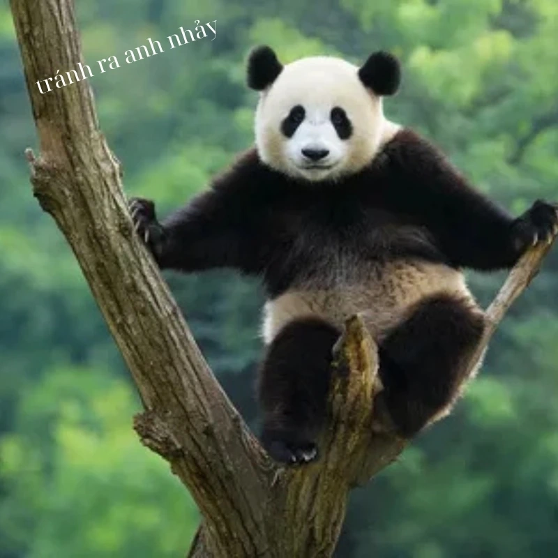 gấu trúc bựa 13
