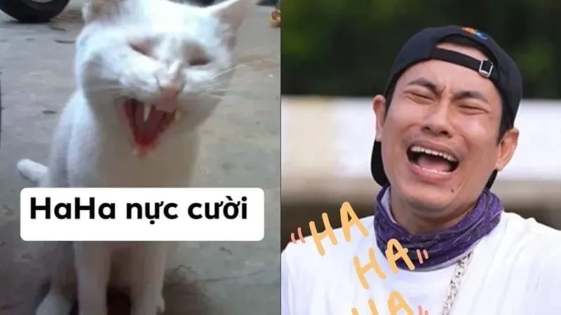 Ảnh meme haha 6