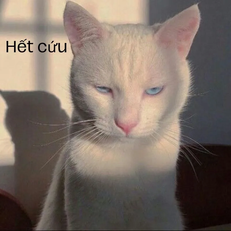 Ảnh meme hết cứu 11
