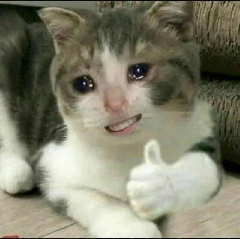 ảnh meme mèo cười 14