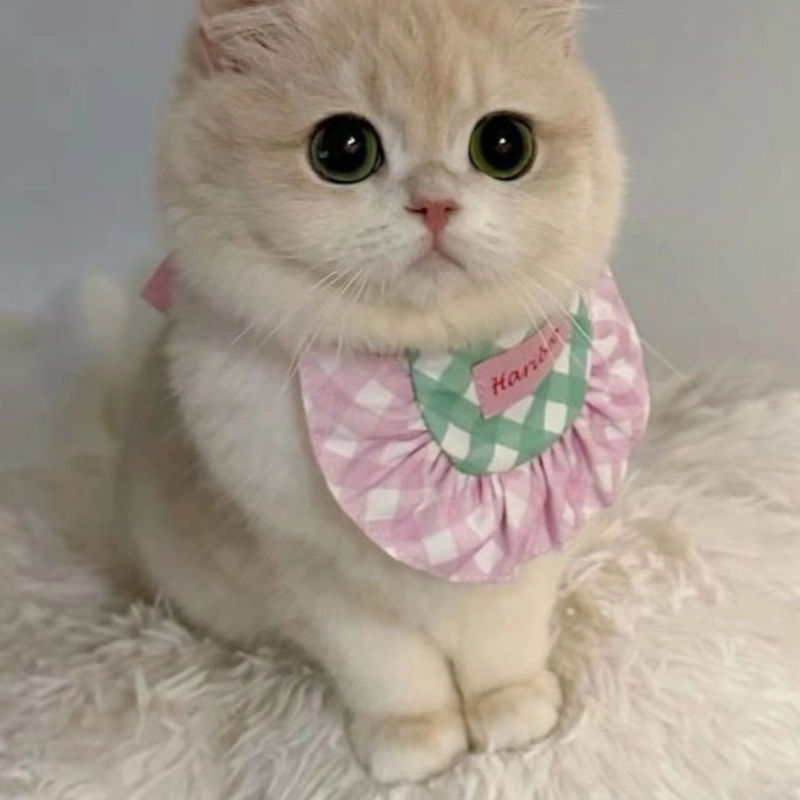 Meme mèo cute 10