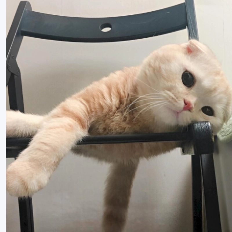meme mệt mỏi 9