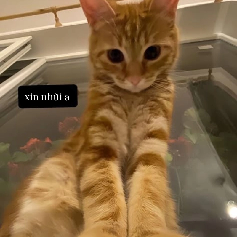 ảnh meme mèo khóc 9