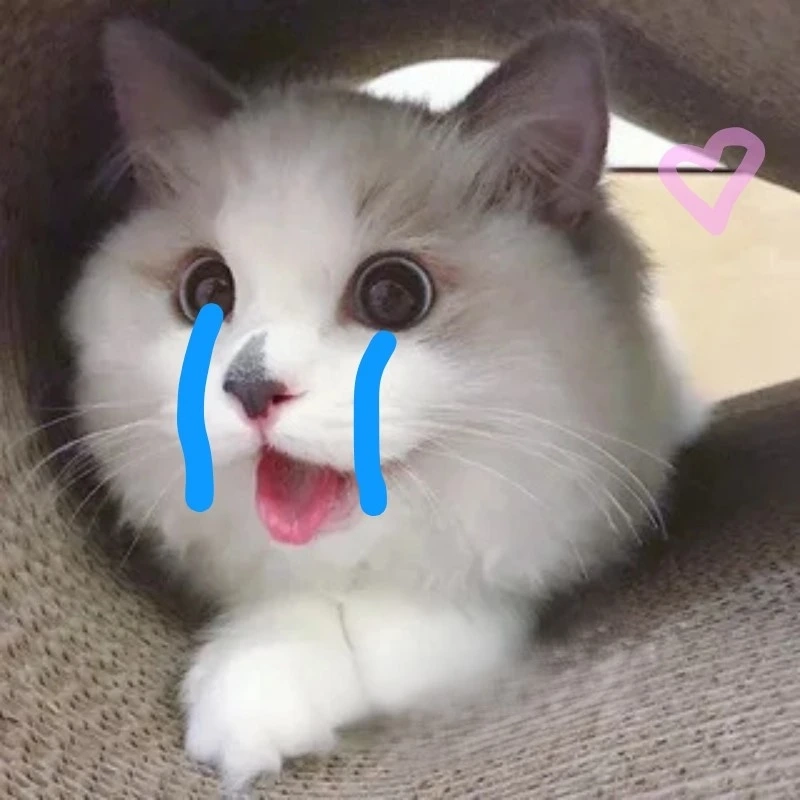 meme ảnh cute 9