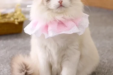 hinh anh meme meo cute 15