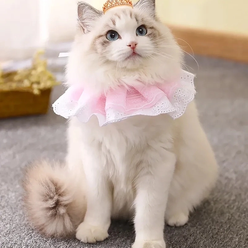 hinh anh meme meo cute 15