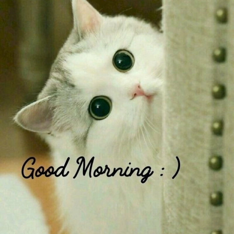 Meme mèo cute 18