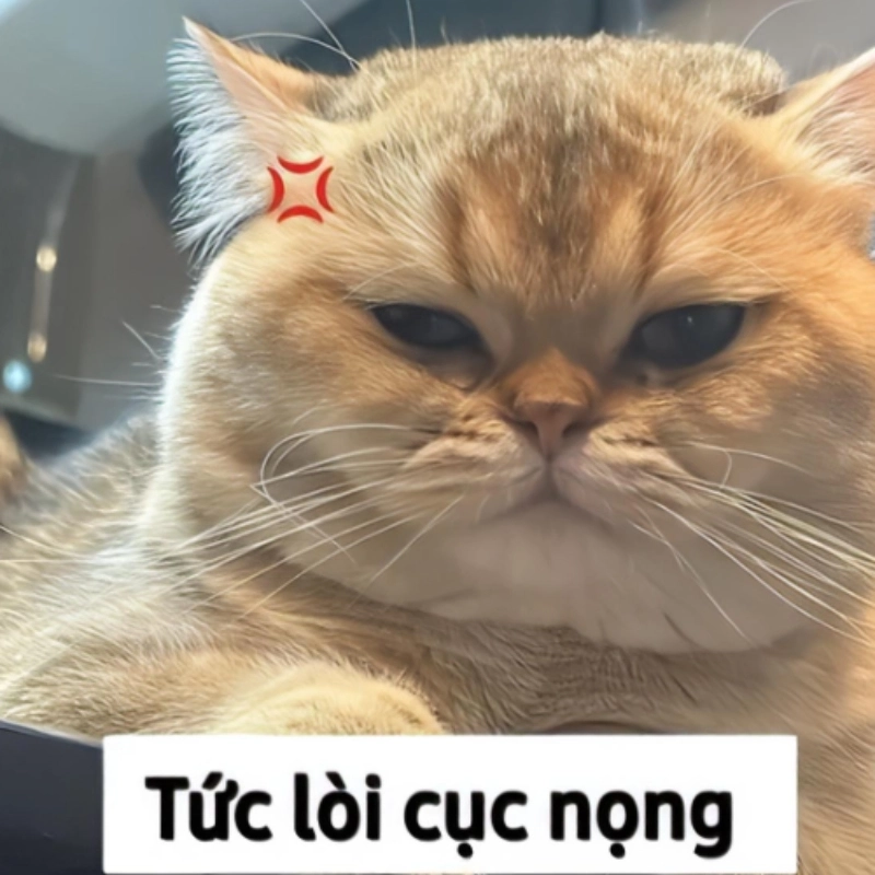Meme mèo cute 24
