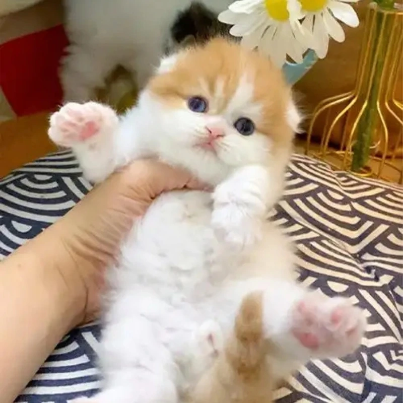 meme ảnh cute 44
