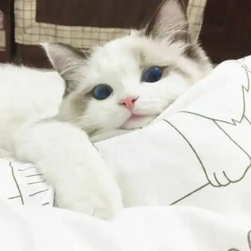 meme ảnh cute 48