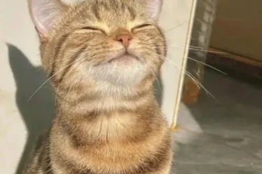 hinh meo cute meme 16