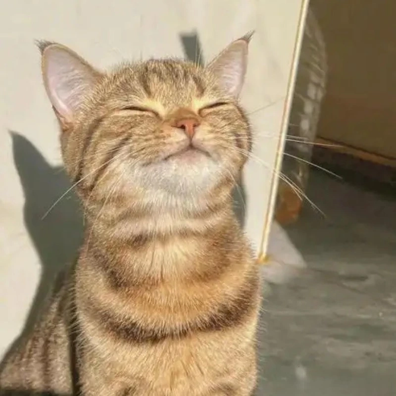 hinh meo cute meme 16