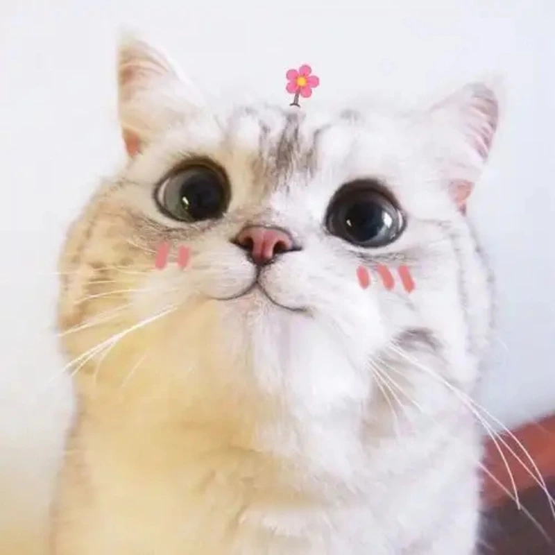 meme ảnh cute 38