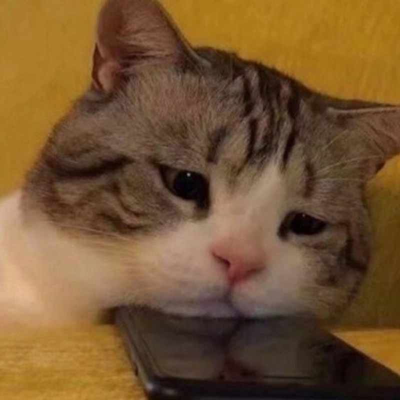 meme không 15