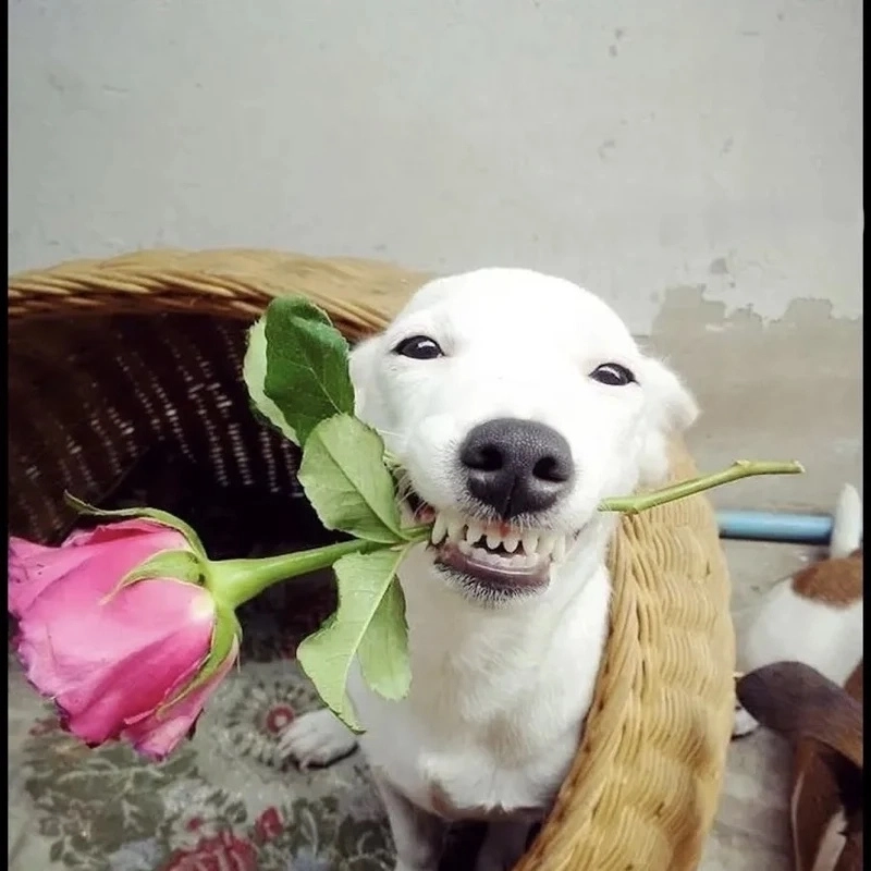 meme ảnh chế 14