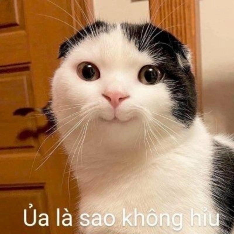 meme ảnh chế 2