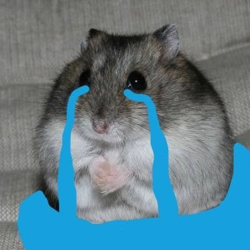 meme chuột 8