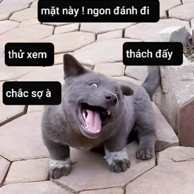 meme đánh nhau 2