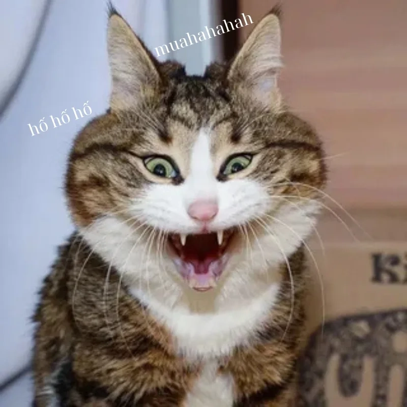 ảnh chế meme mèo bựa 12