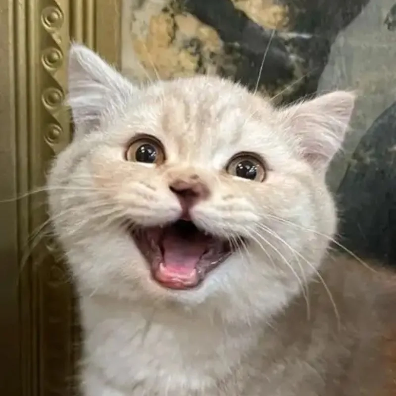 meme mèo cười 19