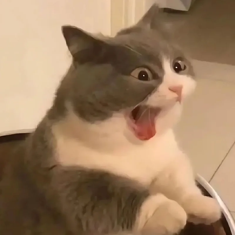 meme mèo cười 44
