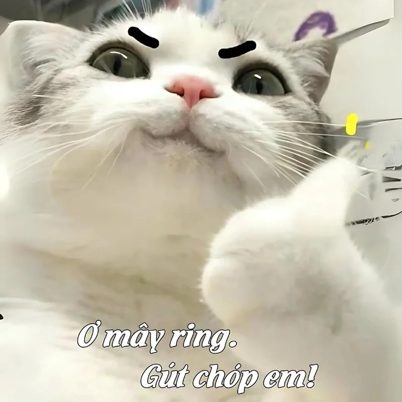 meme mèo cười 45