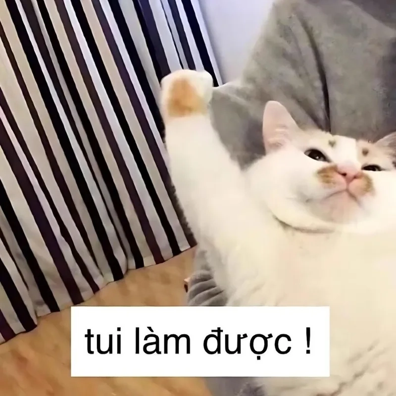 meme mèo cười 24
