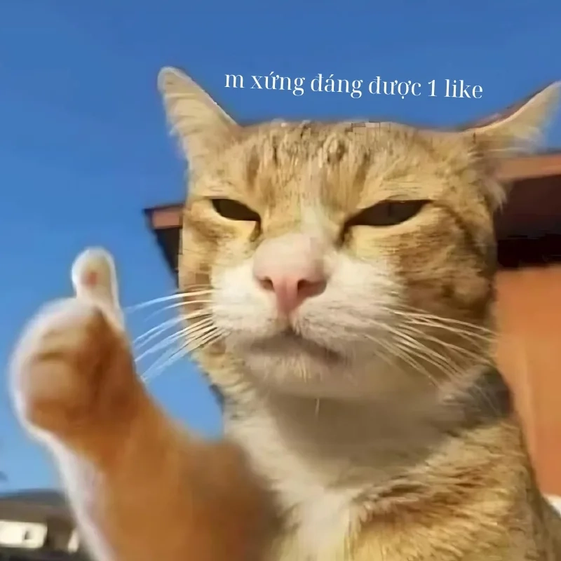 meme mèo cười 28