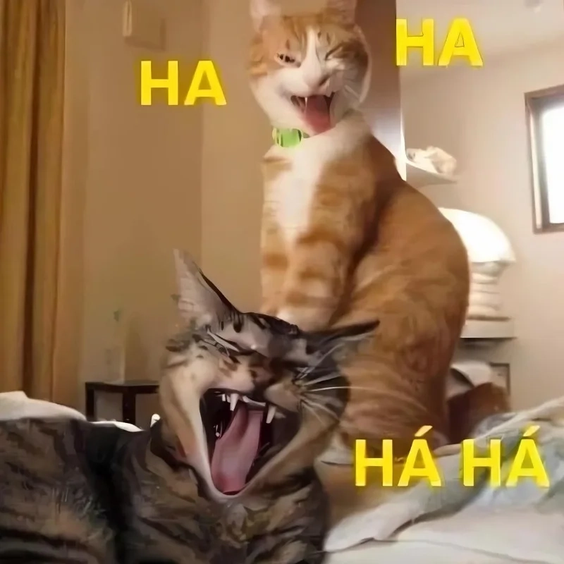 meme mèo cười 3