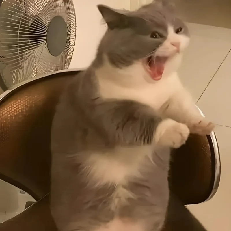 meme mèo cười 8