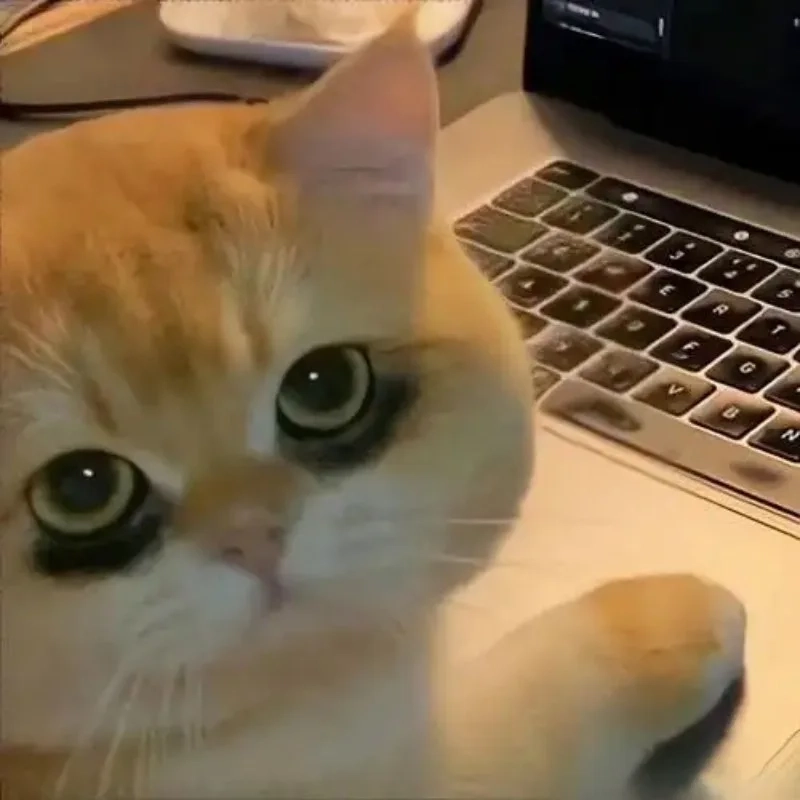 ảnh chế meme mèo bựa 36
