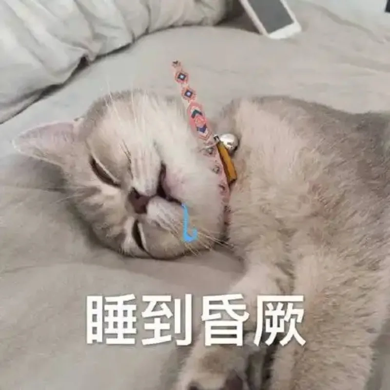 ảnh chế meme mèo bựa 37