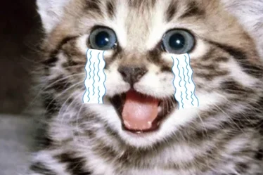 meme meo khoc