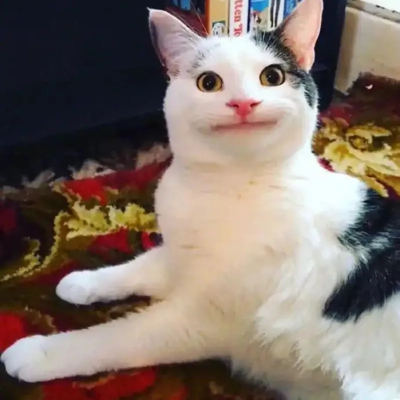meme mèo cười 34