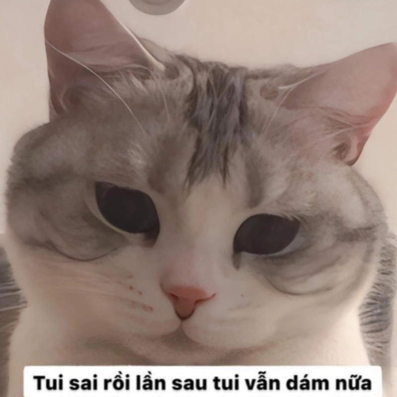 meme xin lỗi 13