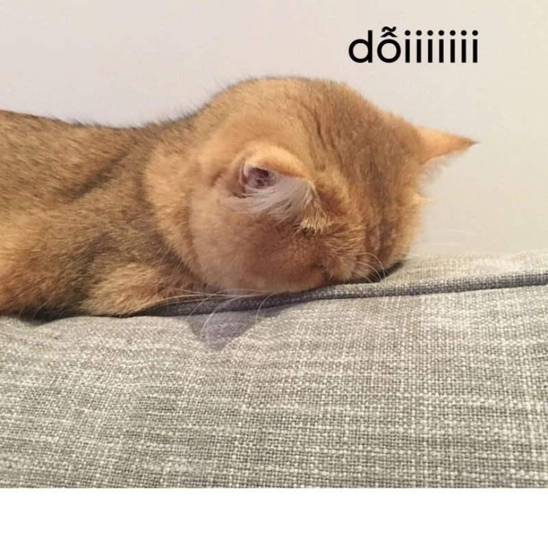 meme mèo cuti 8