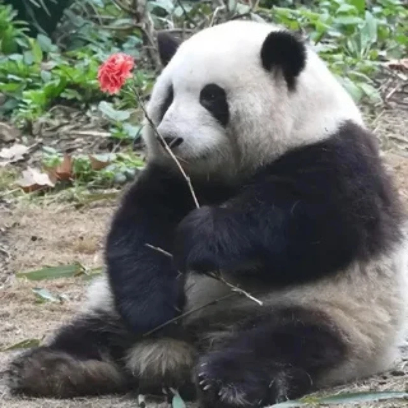 gấu trúc bựa 41